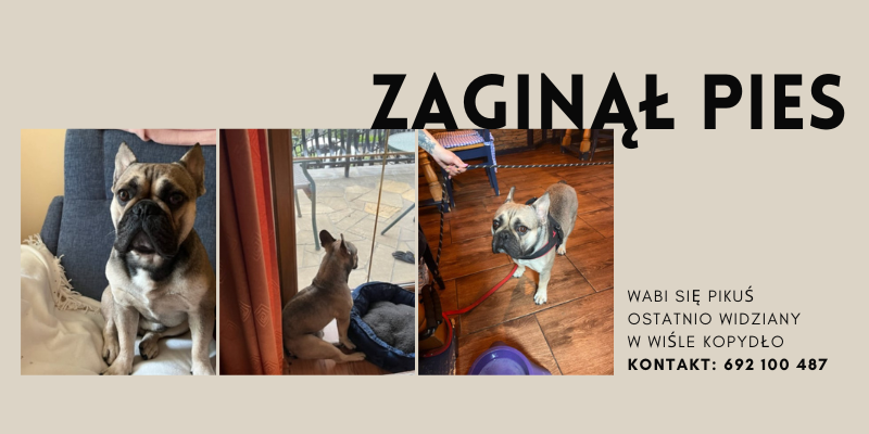 Zaginął pies